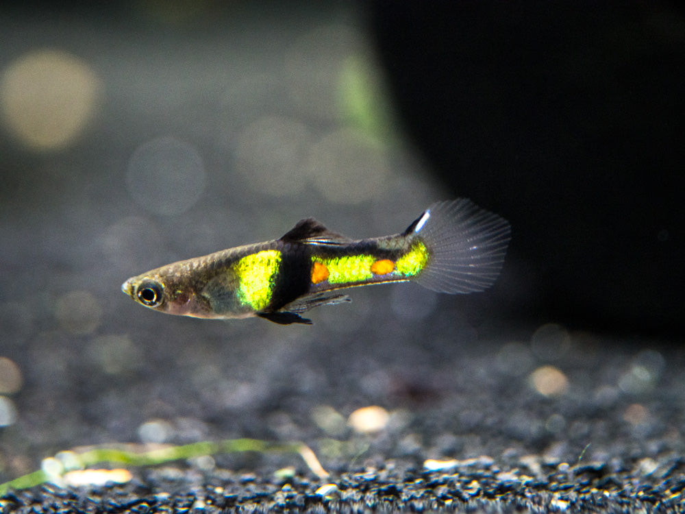 El Tigre Endler’s Livebearer (Poecilia wingei var. "El Tigre") - Male, Tank-Bred