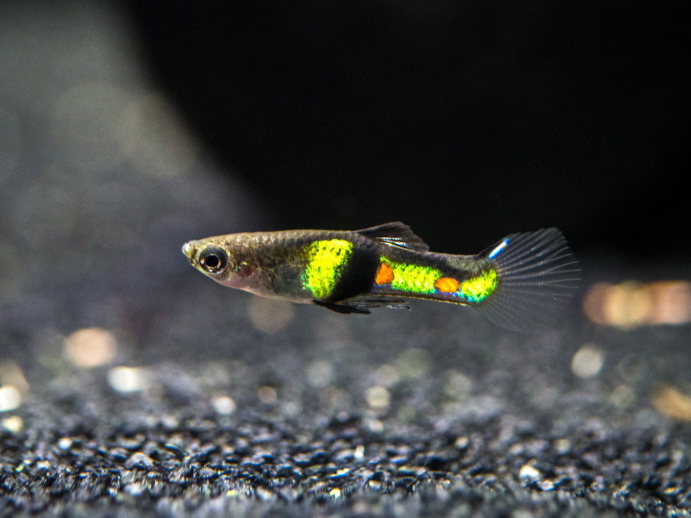 El Tigre Endler's Livebearer (Poecilia wingei), Male Aquatic Arts