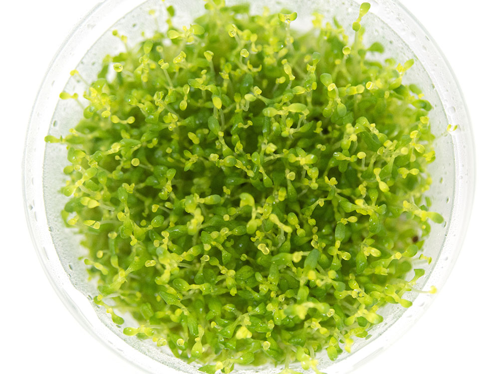 Eight-Stem Waterwort (Elatine hydropiper) Tissue Culture