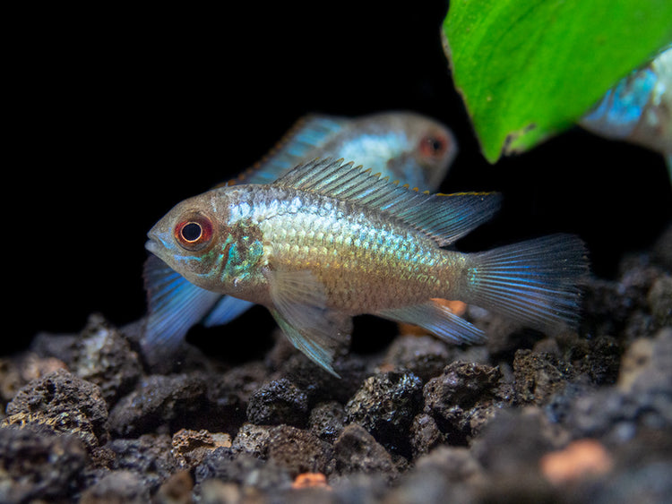 electric blue acara cichlids swimming 