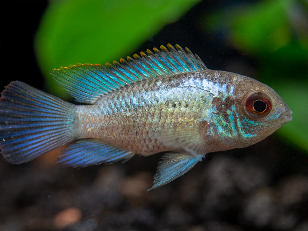 electric blue acara cichlid male for sale 