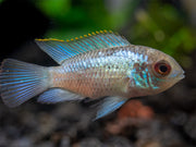 blue yellow cichlid for sale 