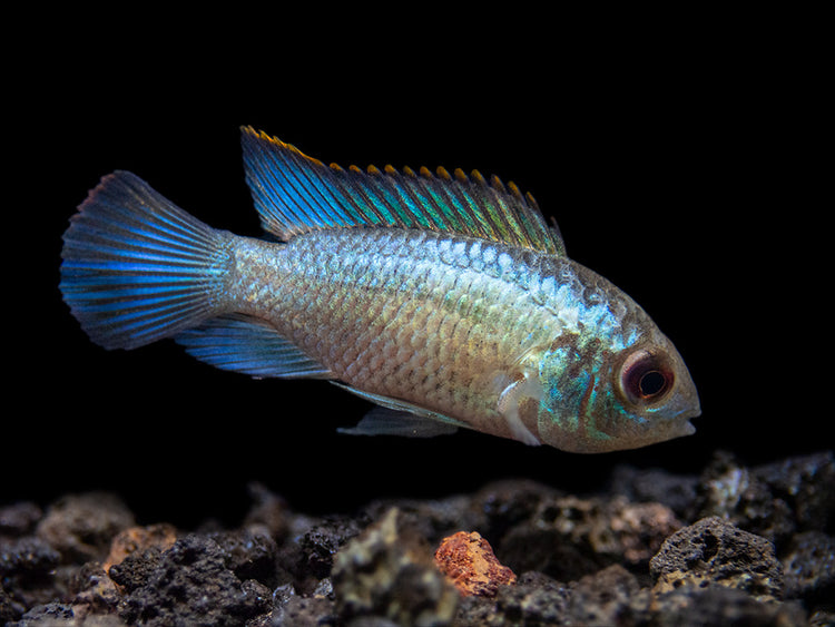 electric blue acara cichlid feeding 