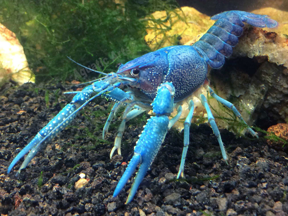 Electric Blue Crayfish (Procambarus alleni)- Tank-Bred!