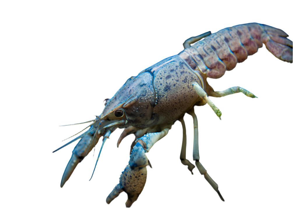 Electric Blue Crayfish (Procambarus alleni)- Tank-Bred!