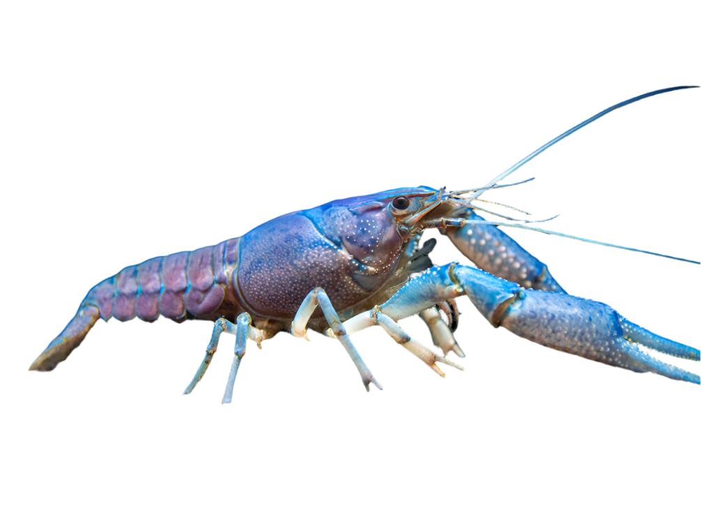 Electric Blue Crayfish (Procambarus alleni)- Tank-Bred!