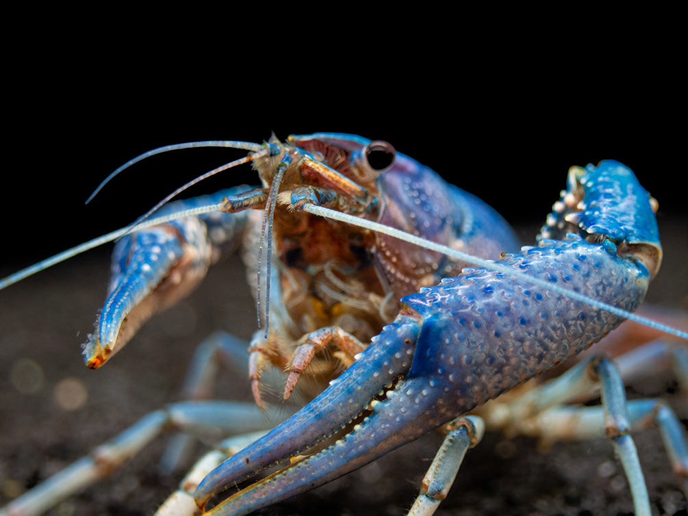 Baby Blue Lobster