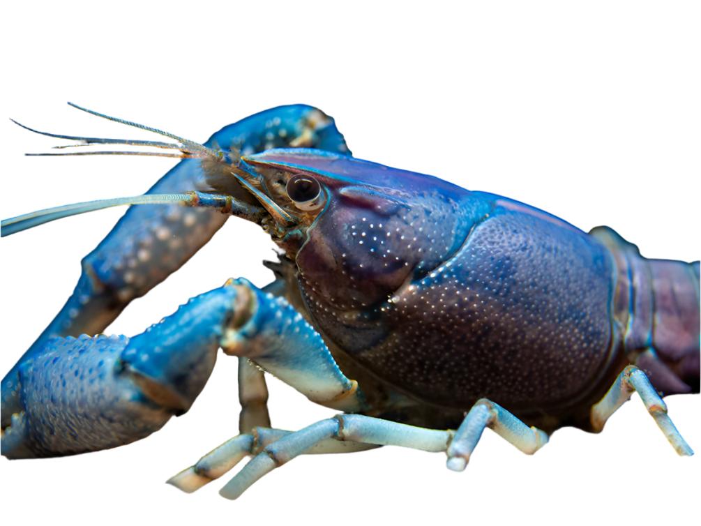 Electric Blue Crayfish (Procambarus alleni)- Tank-Bred!