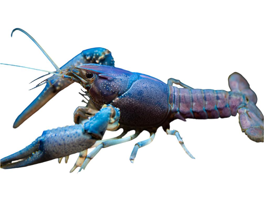 Electric Blue Crayfish (Procambarus alleni)- Tank-Bred!