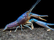 Electric Blue Crayfish (Procambarus alleni)- Tank-Bred!
