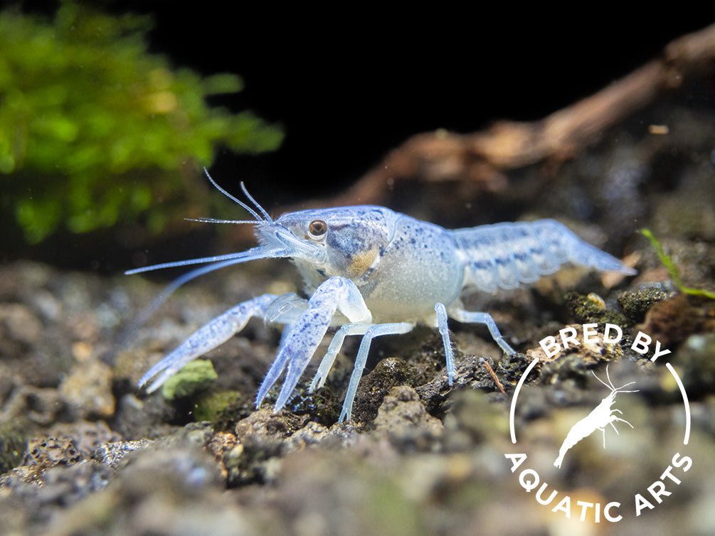 Electric Blue Crayfish (Procambarus alleni), BREDBY: Aquatic Arts