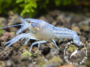 Electric Blue Crayfish (Procambarus alleni), BREDBY: Aquatic Arts