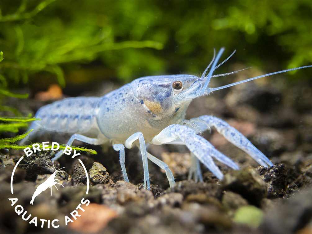 Electric Blue Crayfish (Procambarus alleni), BREDBY: Aquatic Arts