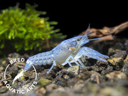 Electric Blue Crayfish (Procambarus alleni), BREDBY: Aquatic Arts