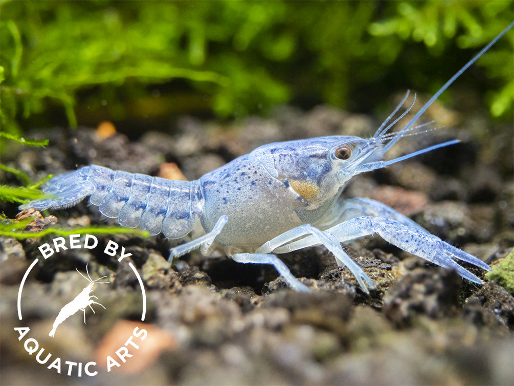 Electric Blue Crayfish (Procambarus alleni), BREDBY: Aquatic Arts