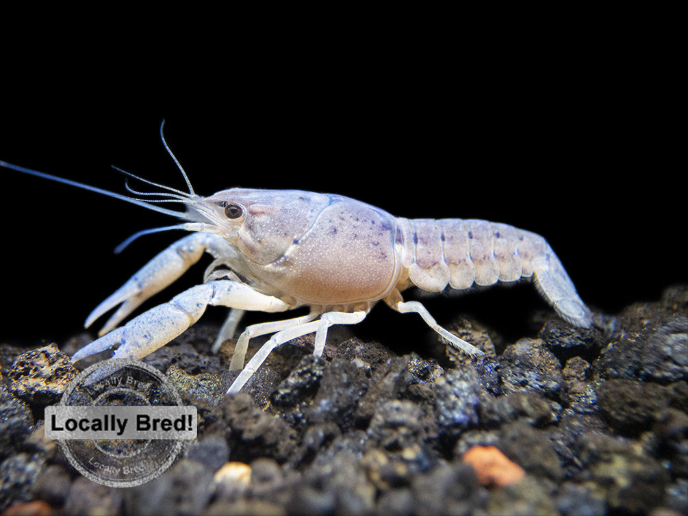 Electric Blue Crayfish (Procambarus alleni), Locally-Bred