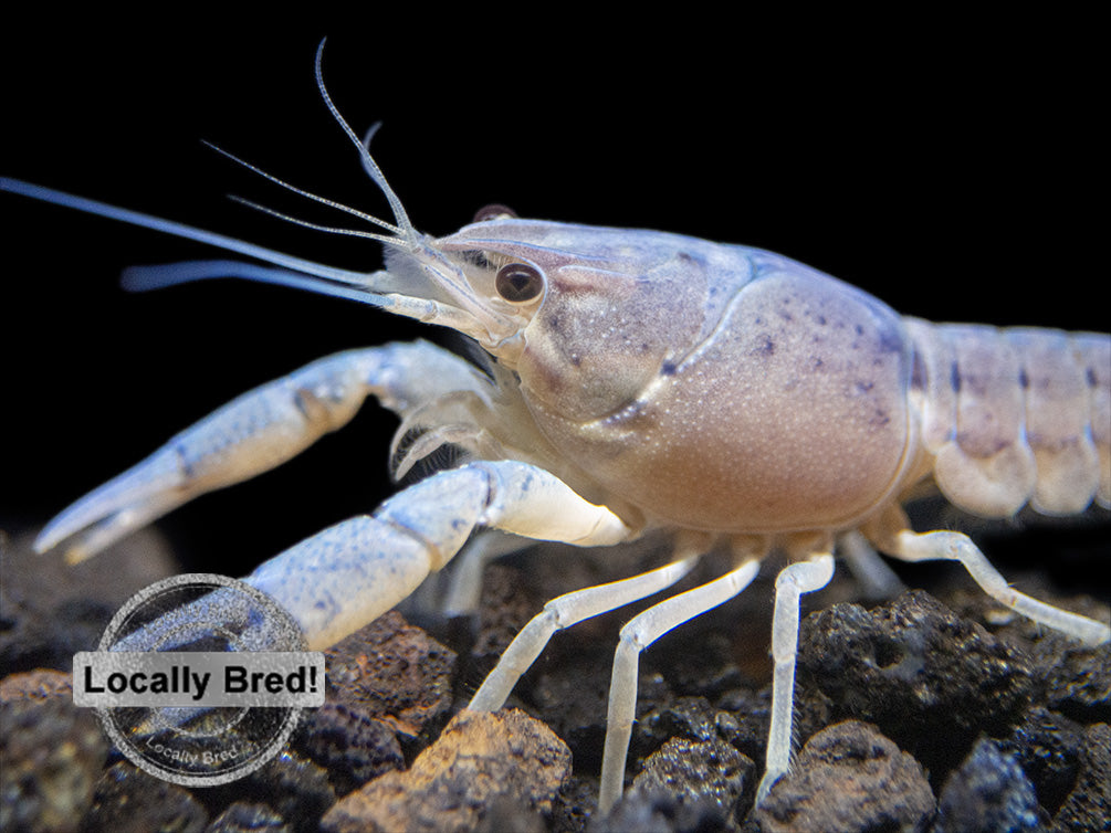 Electric Blue Crayfish (Procambarus alleni), Locally-Bred