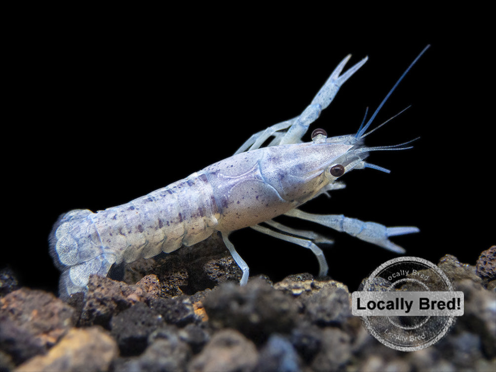 Juvenile Electric Blue Crayfish (Procambarus alleni), Locally-Bred