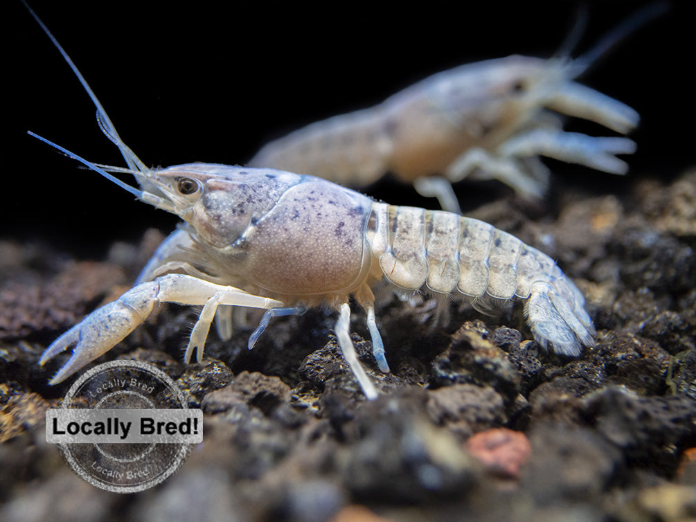 Electric Blue Crayfish (Procambarus alleni), Locally-Bred