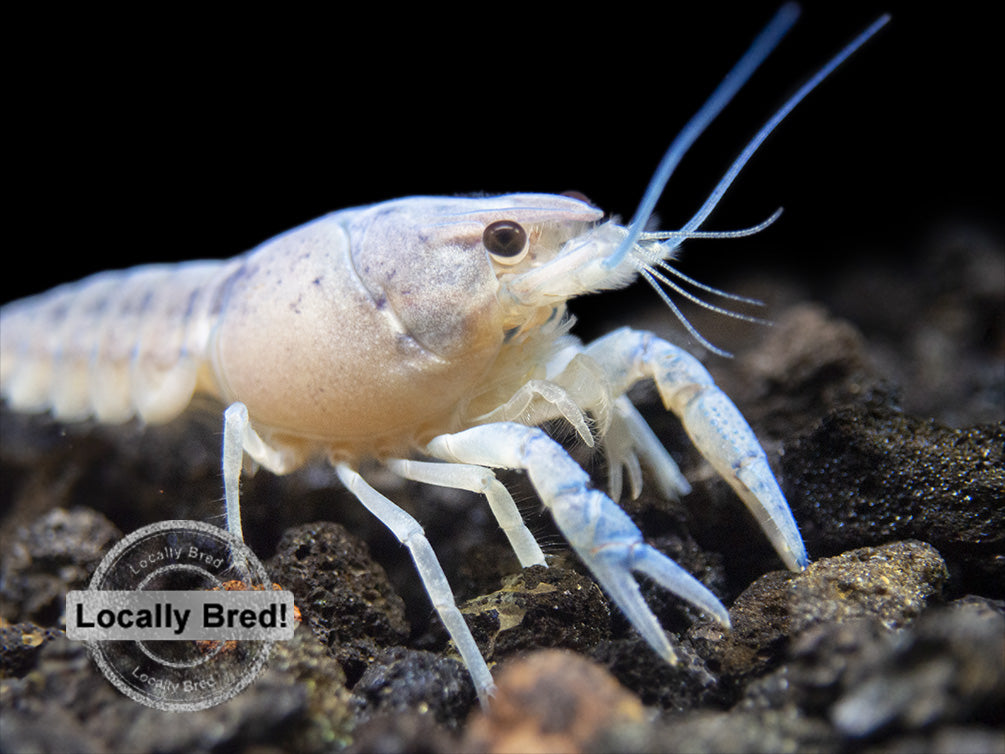 Electric Blue Crayfish (Procambarus alleni), Locally-Bred