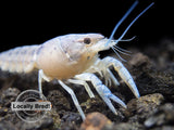 Juvenile Electric Blue Crayfish (Procambarus alleni), Locally-Bred