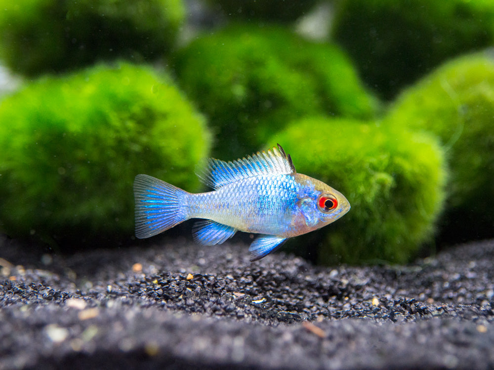 Electric Blue Ram Dwarf Cichlid (Mikrogeophagus ramirezi "Electric Blue") -  Tank-Bred!