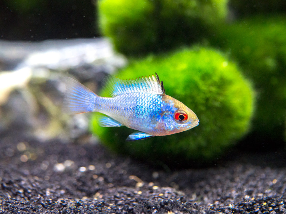 Electric Blue Ram Dwarf Cichlid (Mikrogeophagus ramirezi "Electric Blue") -  Tank-Bred!