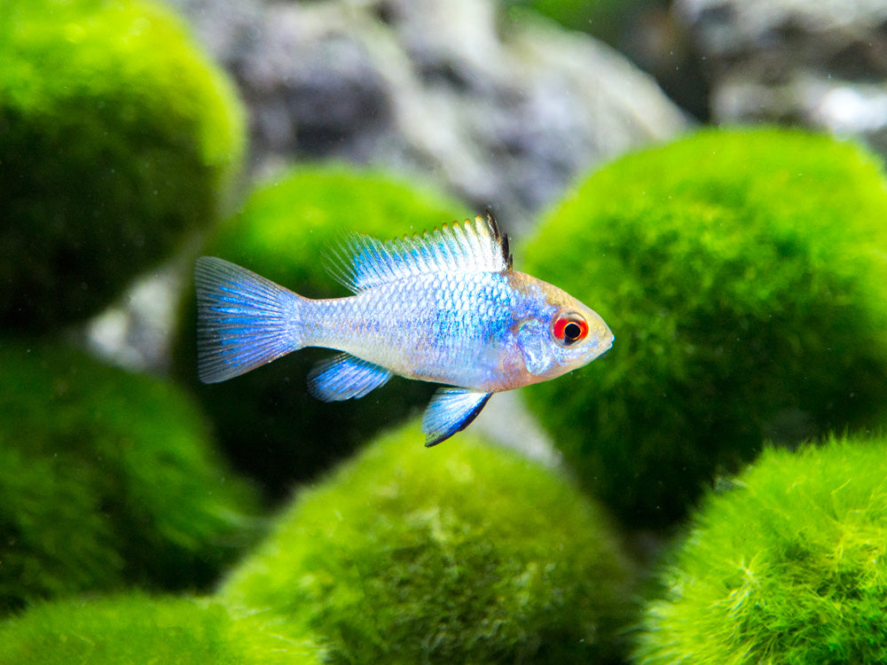 Electric Blue Ram Dwarf Cichlid (Mikrogeophagus ramirezi "Electric Blue") -  Tank-Bred!