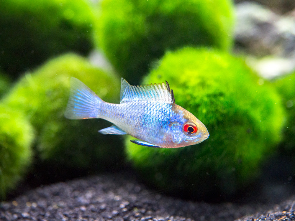 Electric Blue Ram Dwarf Cichlid (Mikrogeophagus ramirezi "Electric Blue") -  Tank-Bred!