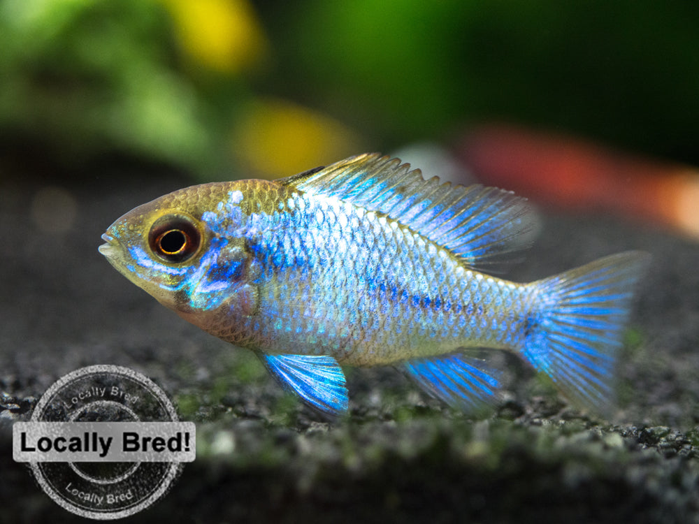 Electric Blue Rwm Electric Blue Ram Cichlid (M. ramirezi), LOCALLY BRED! - Aquatic Arts