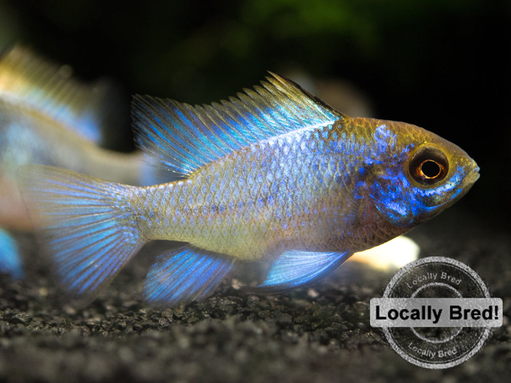 Electric Blue Ram Dwarf Cichlid (Mikrogeophagus ramirezi "Electric Blue") -  LOCALLY BRED!!!