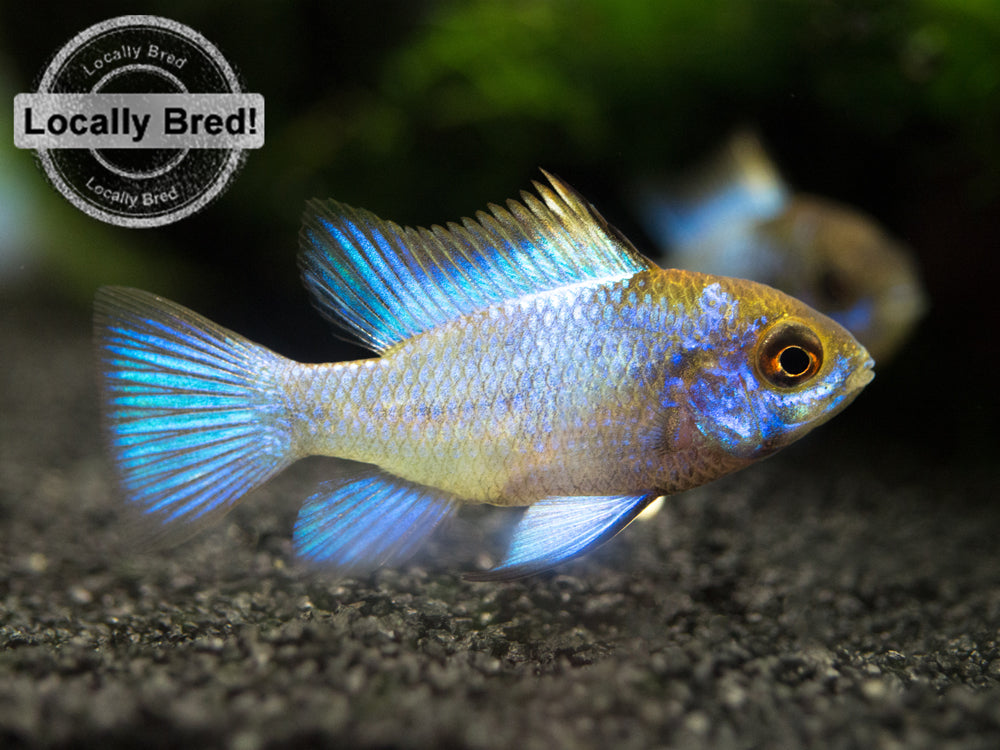 Electric Blue Ram Dwarf Cichlid (Mikrogeophagus ramirezi "Electric Blue") -  LOCALLY BRED!!!