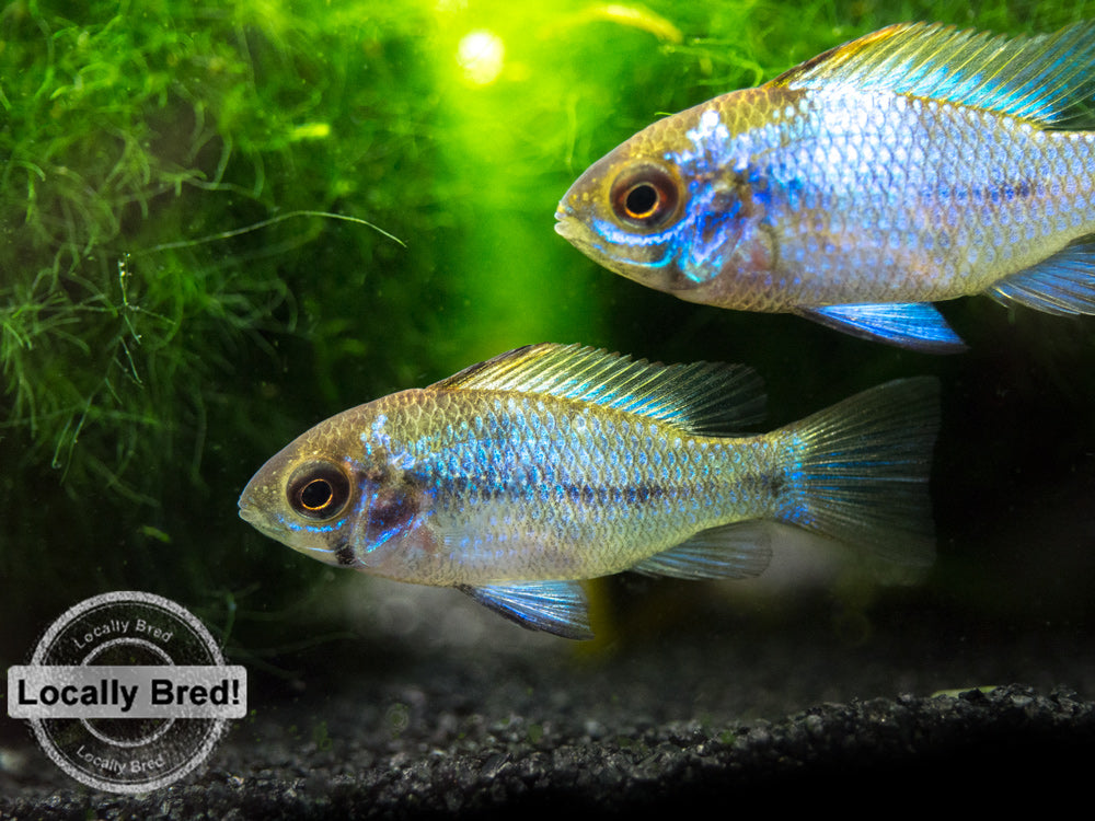 Electric Blue Ram Dwarf Cichlid (Mikrogeophagus ramirezi "Electric Blue") -  LOCALLY BRED!!!