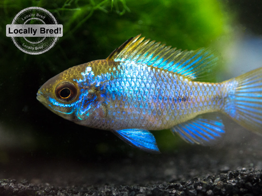 Electric Blue Ram Dwarf Cichlid (Mikrogeophagus ramirezi "Electric Blue") -  LOCALLY BRED!!!