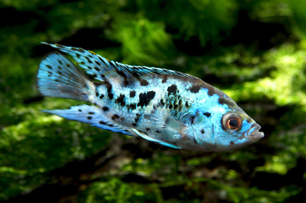 Electric Blue AKA Powder Blue Jack Dempsey Cichlid (Rocio octofasciata "Electric Blue"), Tank-Bred