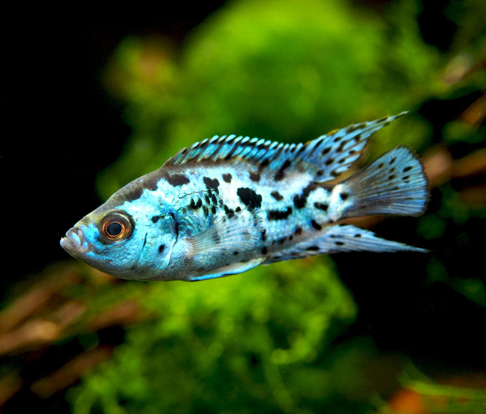 Electric Blue AKA Powder Blue Jack Dempsey Cichlid (Rocio octofasciata "Electric Blue"), Tank-Bred