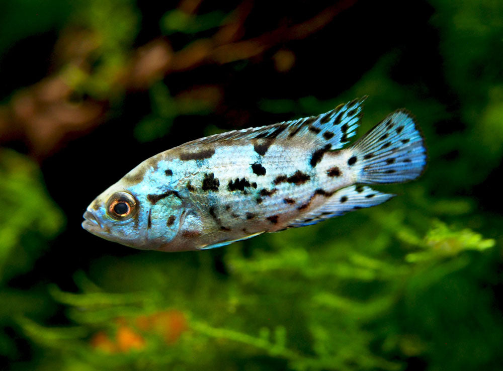 Electric Blue AKA Powder Blue Jack Dempsey Cichlid (Rocio octofasciata "Electric Blue"), Tank-Bred