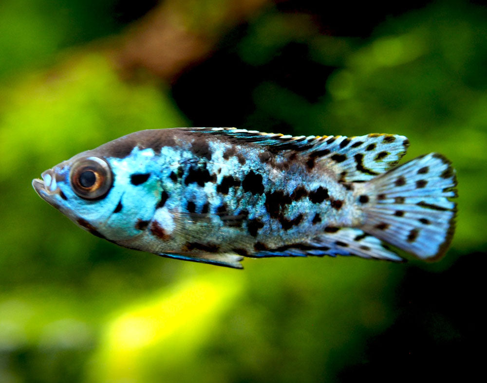 Electric Blue AKA Powder Blue Jack Dempsey Cichlid (Rocio octofasciata "Electric Blue"), Tank-Bred