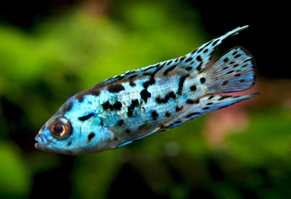 Electric Blue AKA Powder Blue Jack Dempsey Cichlid (Rocio octofasciata "Electric Blue"), Tank-Bred
