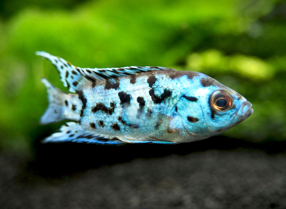 Electric Blue AKA Powder Blue Jack Dempsey Cichlid (Rocio octofasciata "Electric Blue"), Tank-Bred