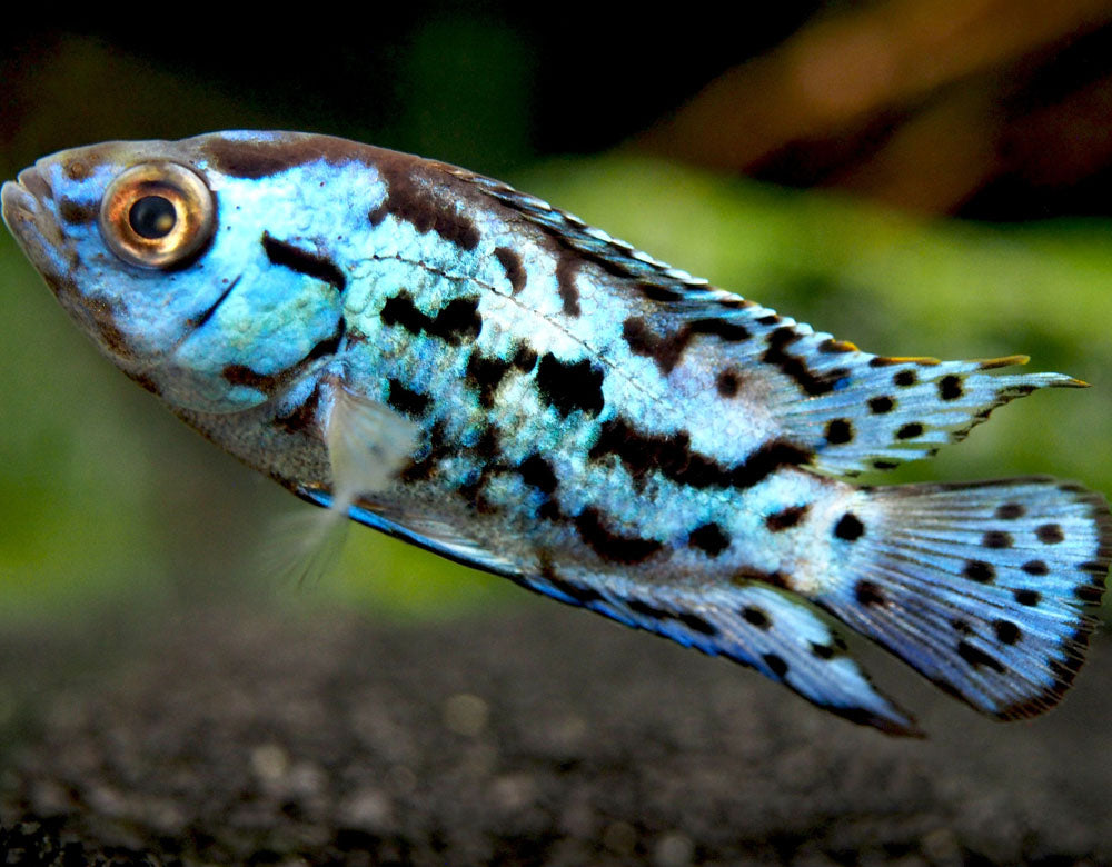 Electric Blue AKA Powder Blue Jack Dempsey Cichlid (Rocio octofasciata "Electric Blue"), Tank-Bred