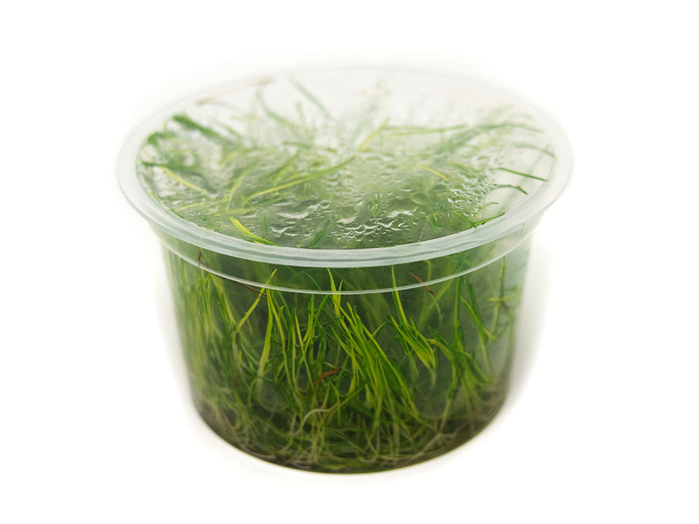 Mini Hairgrass (Eleocharis acicularis “Mini”) Tissue Culture