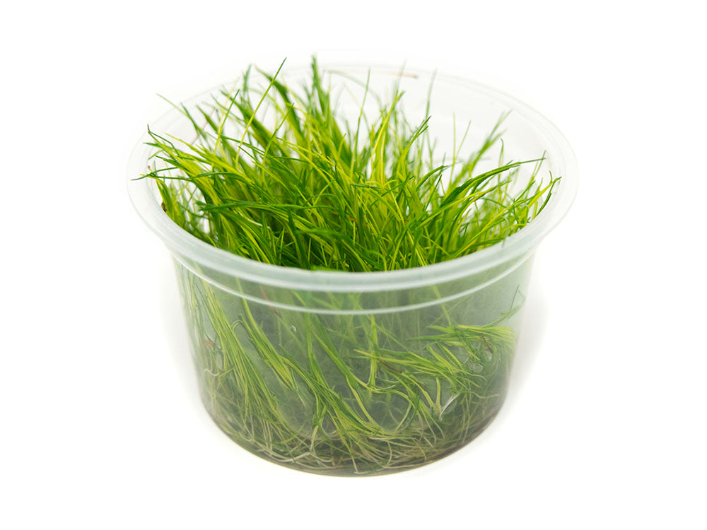 Mini Hairgrass (Eleocharis acicularis “Mini”) Tissue Culture