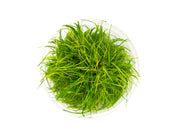 Mini Hairgrass (Eleocharis acicularis “Mini”) Tissue Culture