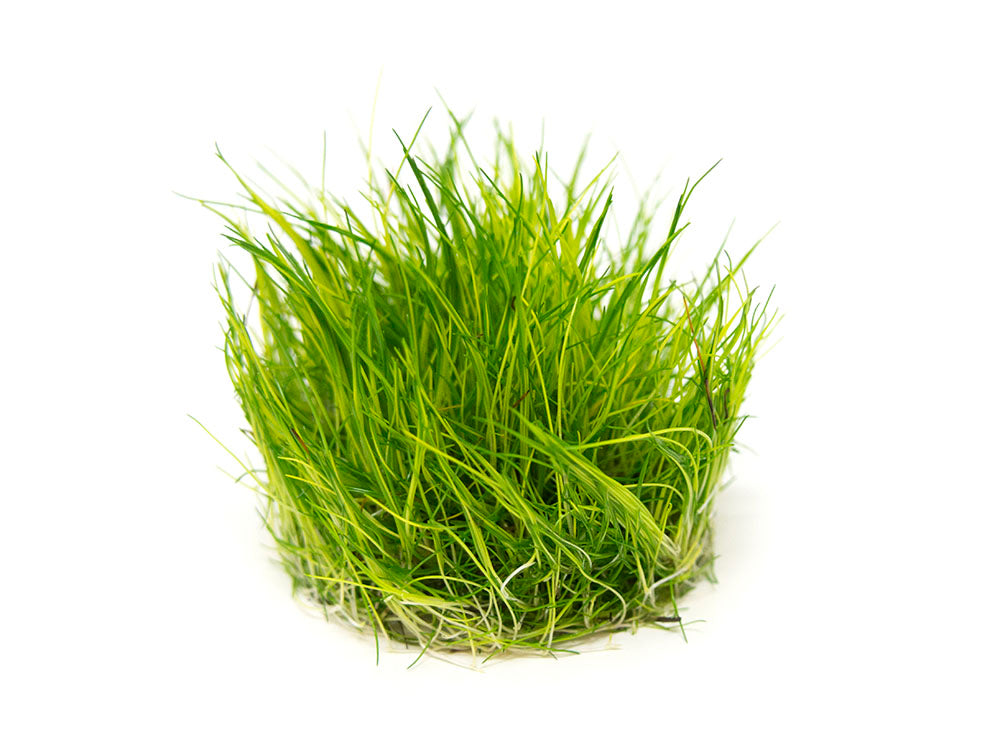 Mini Hairgrass (Eleocharis acicularis “Mini”) Tissue Culture
