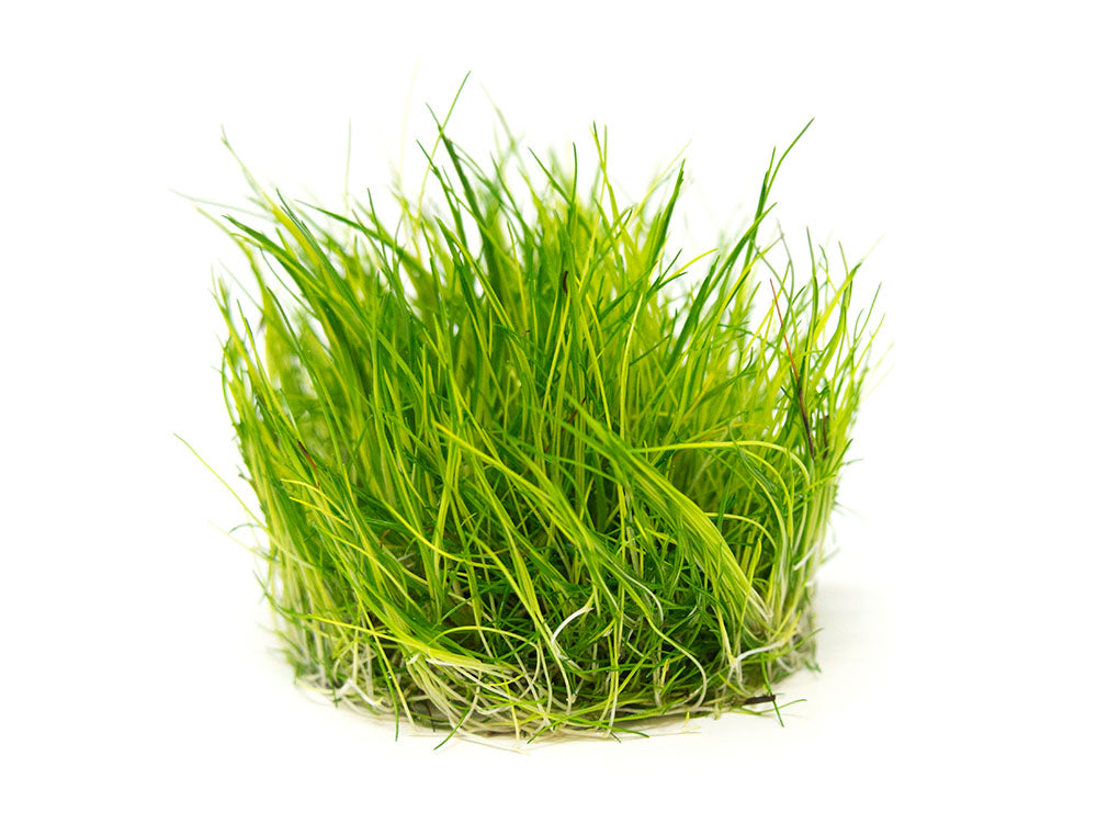 Mini Hairgrass (Eleocharis acicularis “Mini”) Tissue Culture