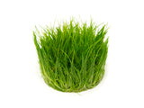 Hairgrass AKA Needle or Least Spikerush (Eleocharis acicularis) Tissue Culture