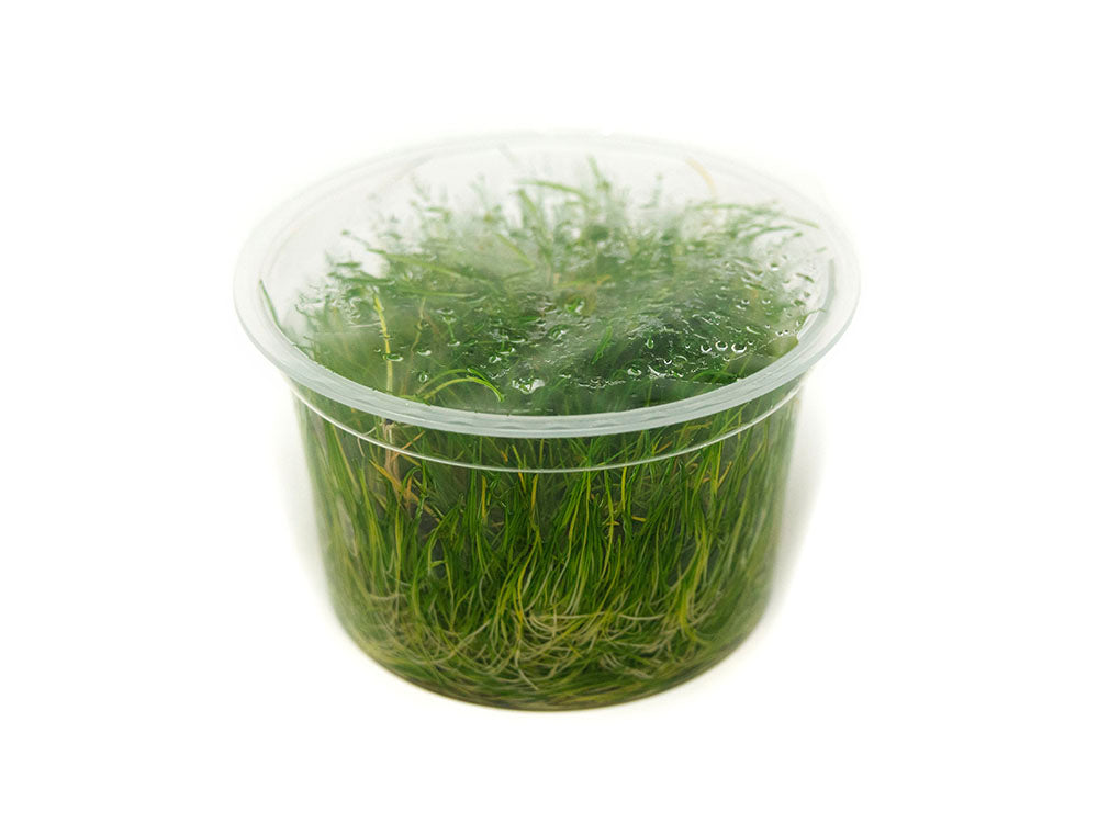 Dwarf Hairgrass (Eleocharis parvula) Tissue Culture