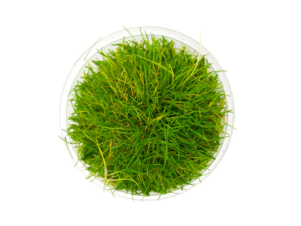 Dwarf Hairgrass (Eleocharis parvula) Tissue Culture