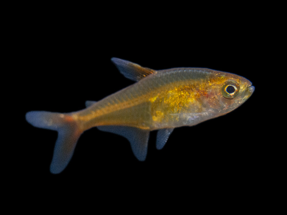 Ember AKA Fire AKA Dwarf Red Tetra (Hyphessobrycon amandae), Tank-Bred